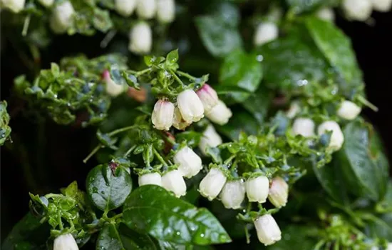 Vaccinium BrazelBerry 'Jelly Bean'