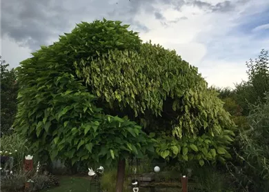 Catalpa Verticillium10.jpg