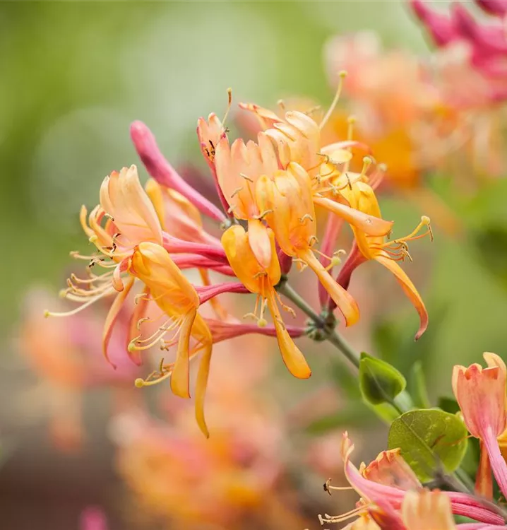 Lonicera henryi