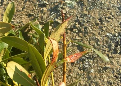 Rhodendron Coniothrium, Pestalotia 2.JPG