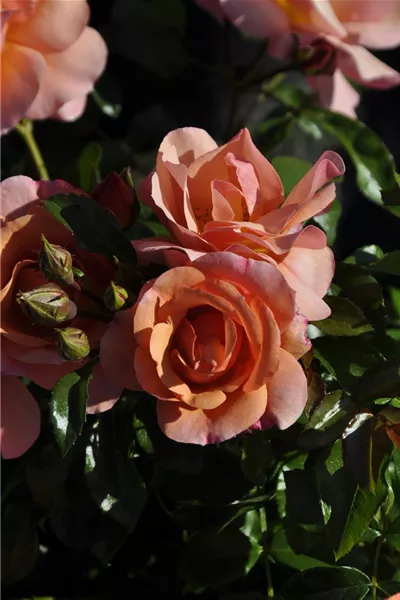 Rosa 'Aprikola'