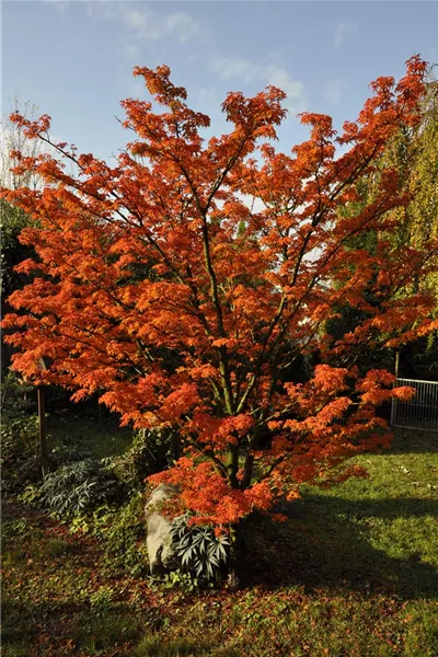 Acer palmatum 'Shishigashiri'