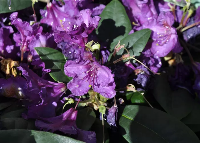 Rhododendron