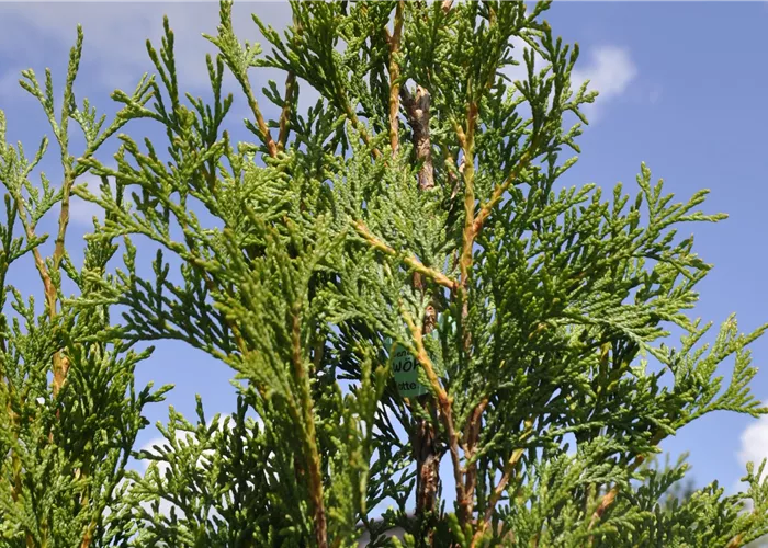 Thuja