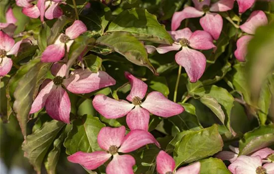 Cornus kousa 'Scarlet Fire'