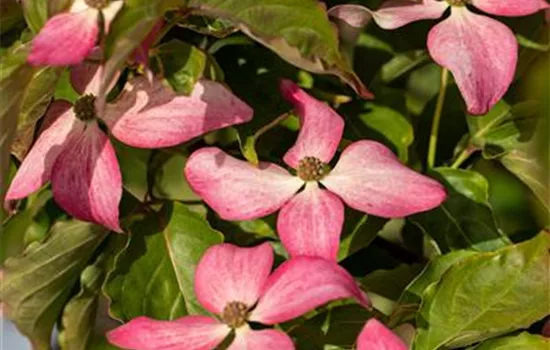 Cornus florida 'Sweetwater Red'