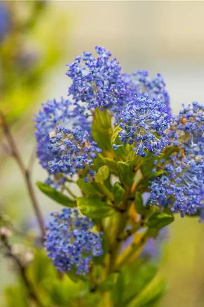 Ceanothus impressus 'Victoria'