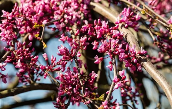 Cercis canadensis 'Lavender Twist'