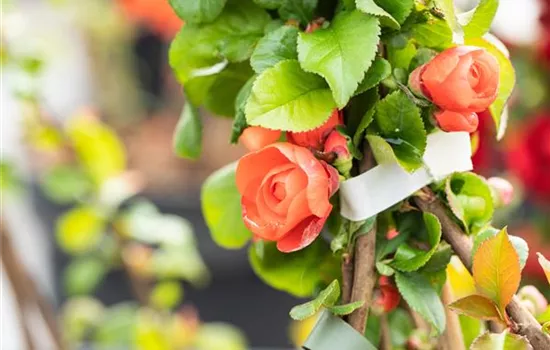 Chaenomeles speciosa 'Orange Storm'