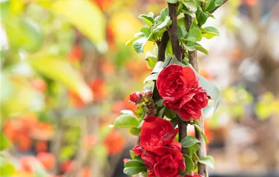 Chaenomeles speciosa 'Scarlet Storm'