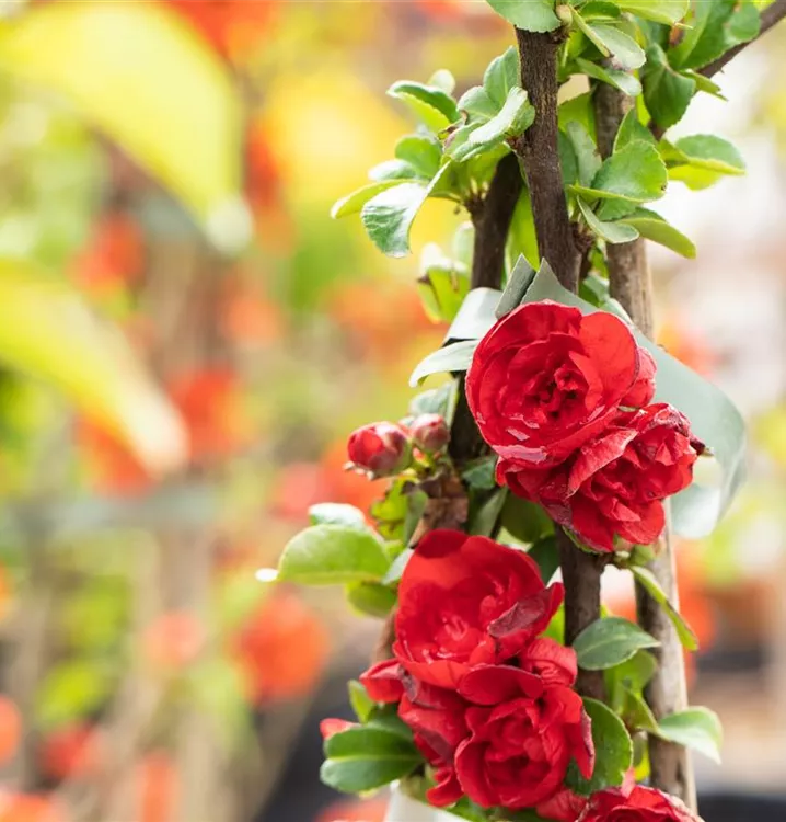 Chaenomeles speciosa 'Scarlet Storm'