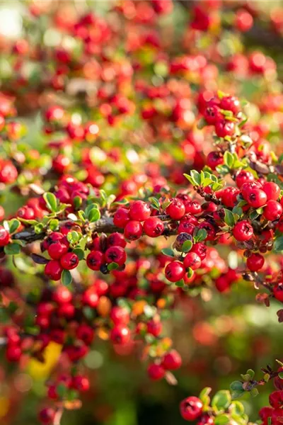 Cotoneaster horizontalis