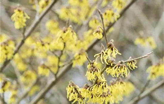 Hamamelis interm.'Arnold Promise'