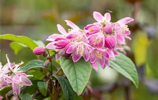 Deutzia magnifica 'Tourbillon Rouge'