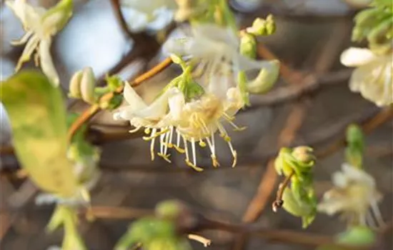 Lonicera purpusii