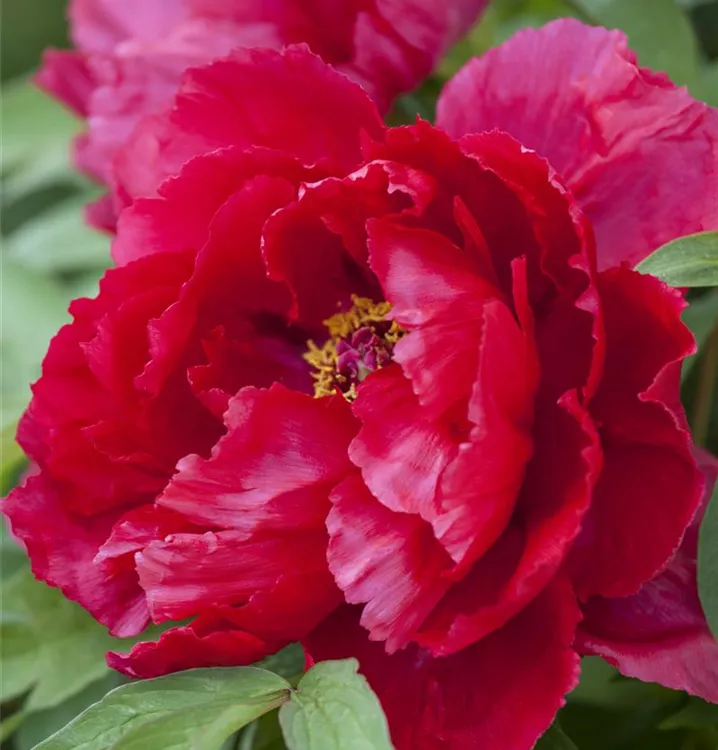 Paeonia suffruticosa, rot