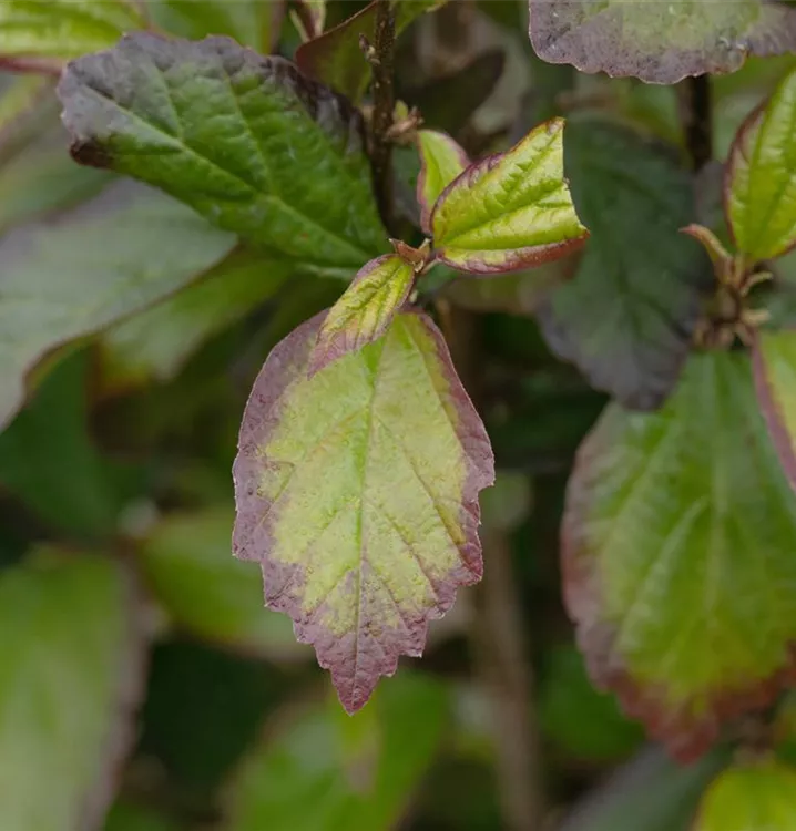 Parrotia persica 'Persian Spire'