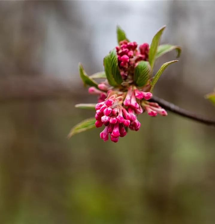 Viburnum bodnantense 'Dawn'