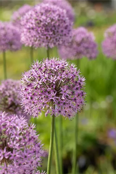 Allium aflatunense 'Gladiator'