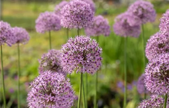 Allium aflatunense 'Gladiator'