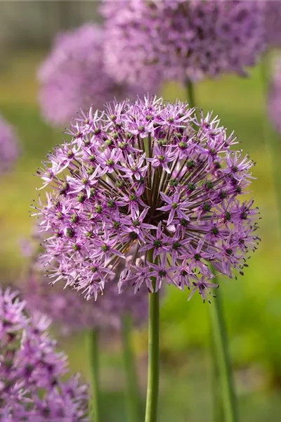 Allium christophii