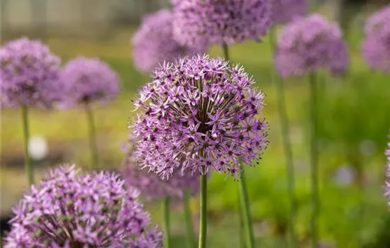 Allium christophii