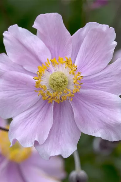 Anemone hupehensis 'September Charm'