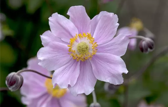 Anemone hupehensis 'September Charm'