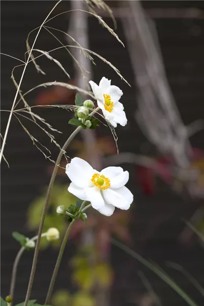 Anemone japonica 'Honorine Jobert'