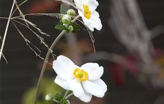 Anemone japonica 'Honorine Jobert'