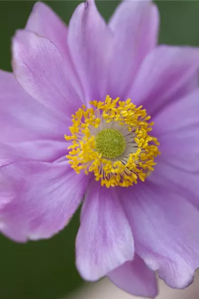 Anemone japonica, rosa