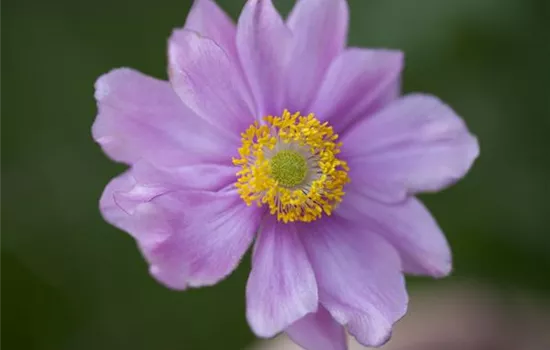 Anemone japonica, rosa