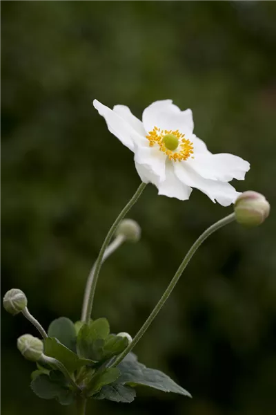 Anemone japonica, weiß