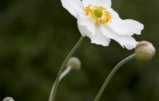 Anemone japonica, weiß