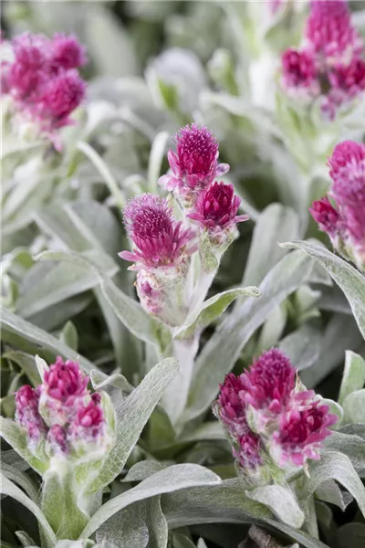 Antennaria dioica 'Rubra'