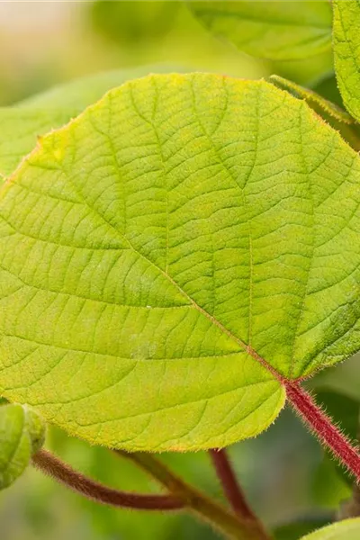 Actinidia chinensis 'Tomuri'