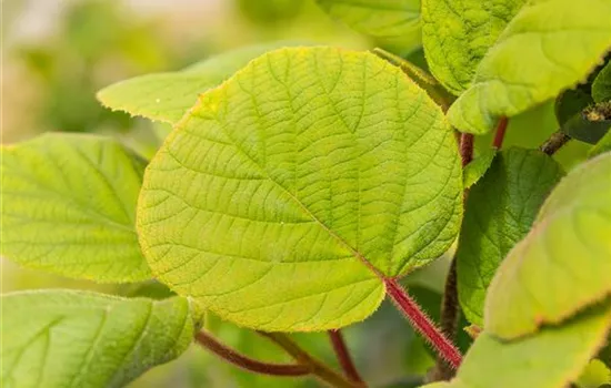 Actinidia chinensis 'Tomuri'