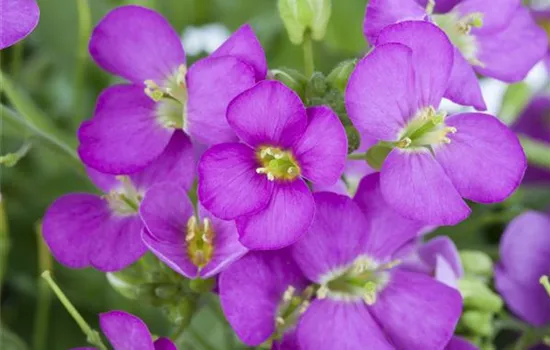 Arabis caucasica, rosa