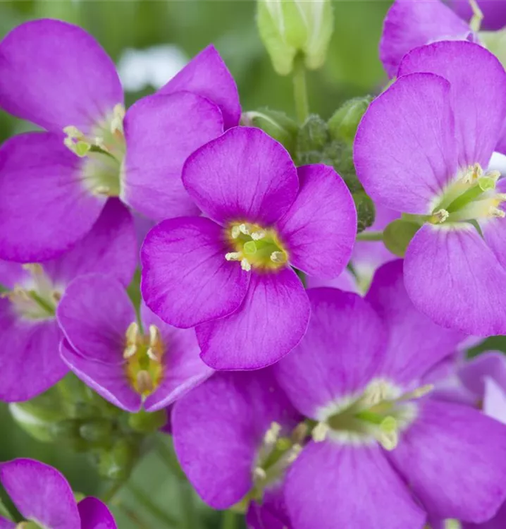 Arabis caucasica, rosa