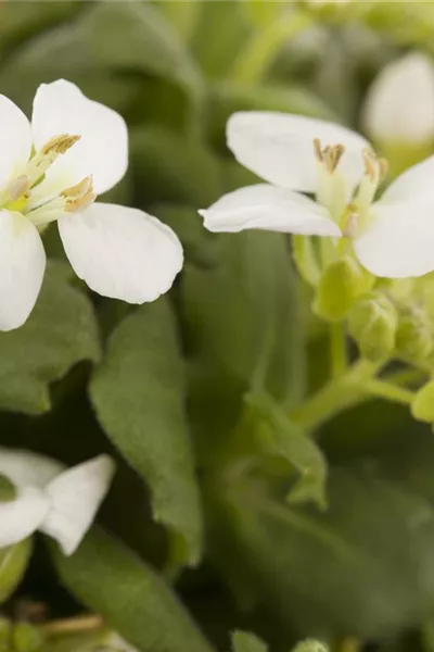 Arabis caucasica, weiß