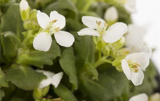 Arabis caucasica, weiß