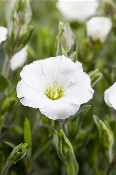 Arenaria montana