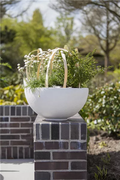 Armeria maritima 'Alba'