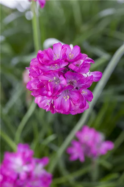 Armeria maritima 'Rubra'