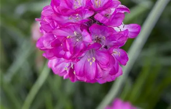 Armeria maritima 'Rubra'