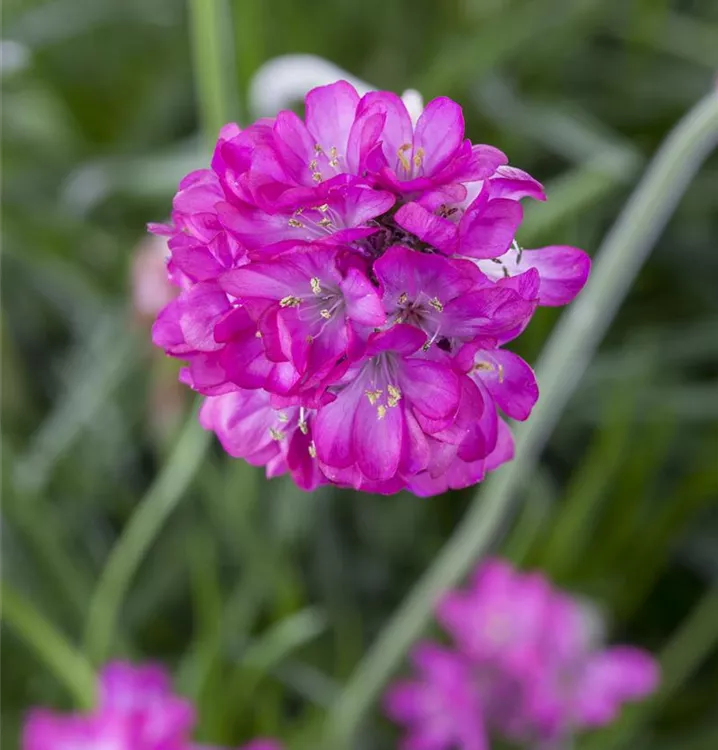 Armeria maritima, rot