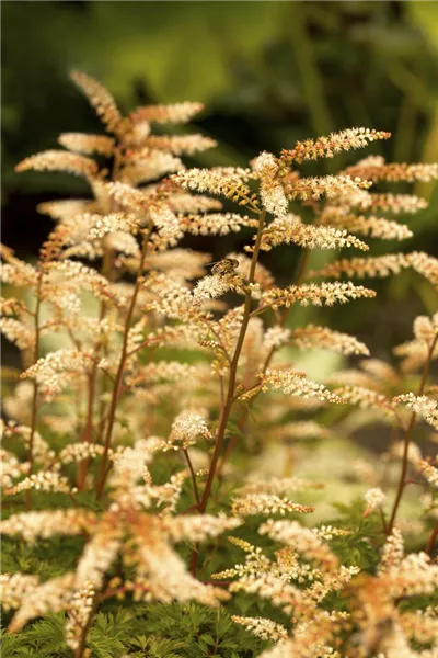 Aruncus aethusifolius