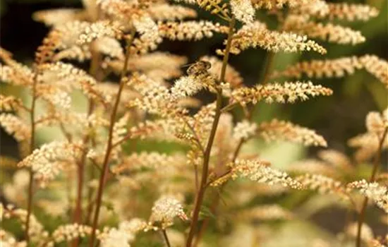 Aruncus aethusifolius