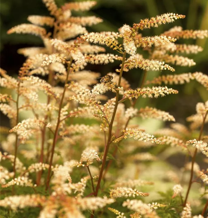 Aruncus aethusifolius