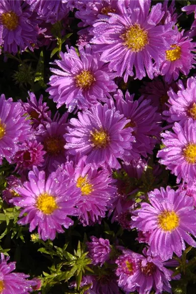 Aster dumosus 'Kassel'